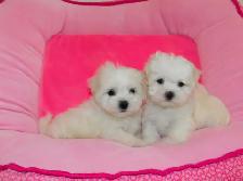 Chiots Bichon Maltais - Photo 9