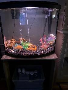 Belle Aquarium à vendre avec tous les accessoires! - Photo 2
