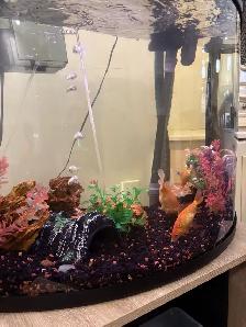Belle Aquarium à vendre avec tous les accessoires! - Photo 8