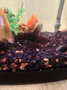 Belle Aquarium à vendre avec tous les accessoires! - Photo 9