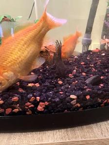 Belle Aquarium à vendre avec tous les accessoires! - Photo 10