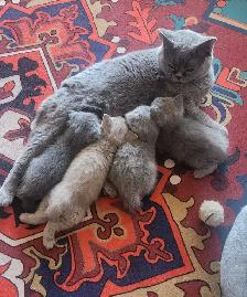 Scottish fold / British shorthair kittens
