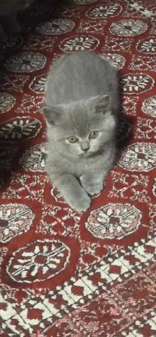 Scottish fold / British shorthair kittens - Photo 2