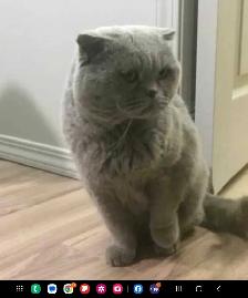 Scottish fold / British shorthair kittens - Photo 3