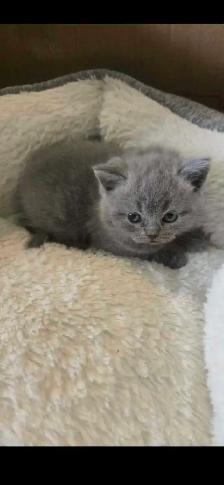Scottish fold / British shorthair kittens - Photo 4
