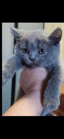 Scottish fold / British shorthair kittens - Photo 5