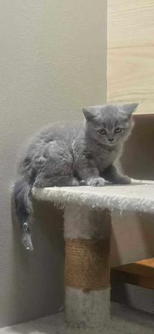 Scottish fold / British shorthair kittens - Photo 6