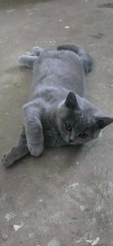 Scottish fold / British shorthair kittens - Photo 7