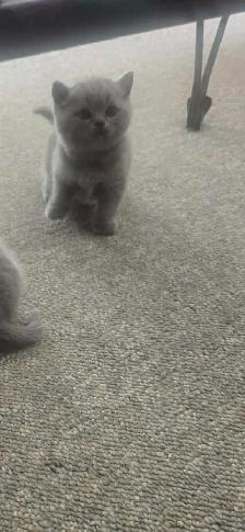 Scottish fold / British shorthair kittens - Photo 8