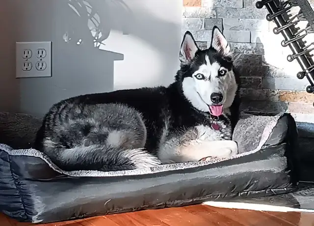Husky à donner