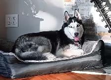 Husky à donner