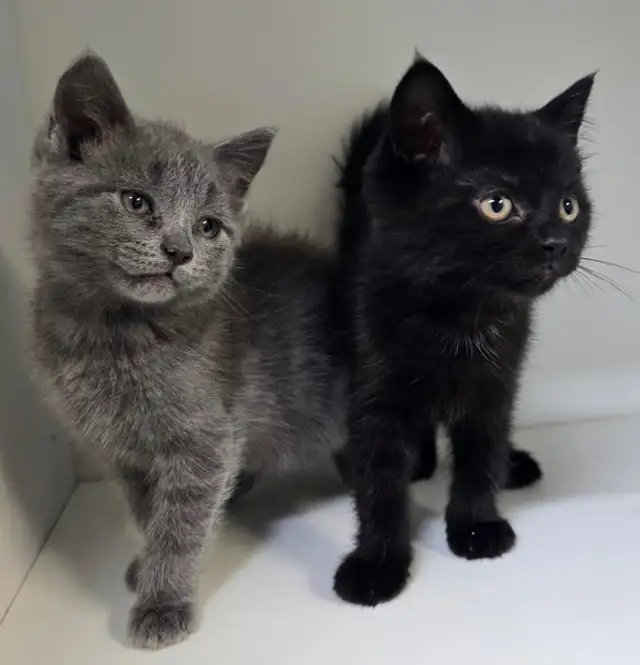 Tabby Kittens!