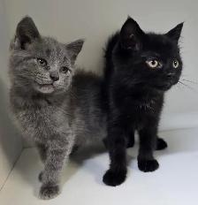 Tabby Kittens!