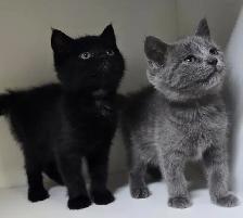 Tabby Kittens! - Photo 2