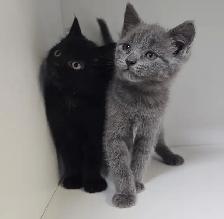 Tabby Kittens! - Photo 3