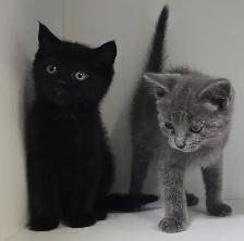 Tabby Kittens! - Photo 4