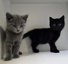 Tabby Kittens! - Photo 5