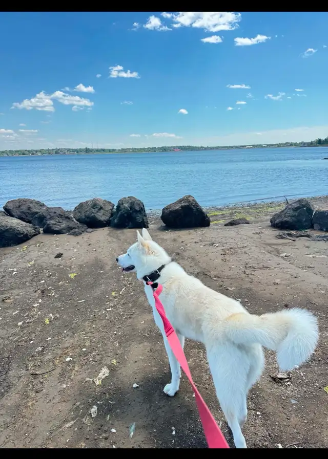 9 mth Male Malamute / Husky / Akita mix