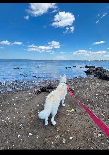 9 mth Male Malamute / Husky / Akita mix - Photo 2