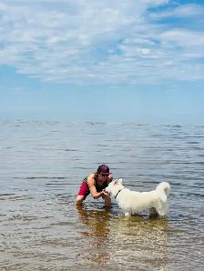 9 mth Male Malamute / Husky / Akita mix - Photo 3