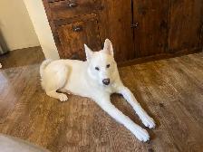 9 mth Male Malamute / Husky / Akita mix - Photo 5