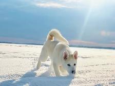 9 mth Male Malamute / Husky / Akita mix - Photo 6