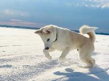9 mth Male Malamute / Husky / Akita mix - Photo 7
