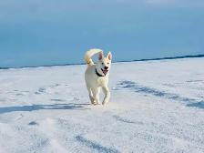 9 mth Male Malamute / Husky / Akita mix - Photo 9