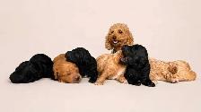 Mini poodle puppies - Photo 4