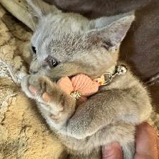 plush lilac Scottish fold Siamese girl - Photo 2
