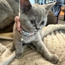 plush lilac Scottish fold Siamese girl - Photo 6