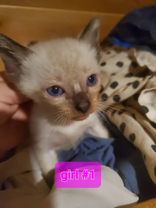 Chocolate point, seal point siamese