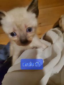 Chocolate point, seal point siamese - Photo 3
