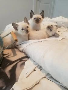 Chocolate point, seal point siamese - Photo 7