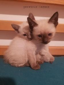Chocolate point, seal point siamese - Photo 8
