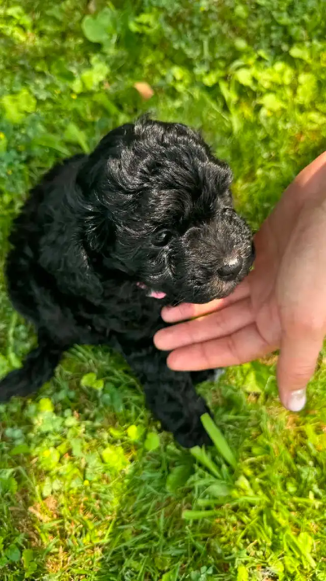 Miniature poodle puppies