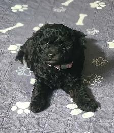Miniature poodle puppies - Photo 2