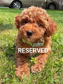 Miniature poodle puppies - Photo 3