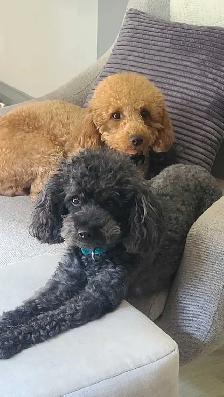 Miniature poodle puppies - Photo 5