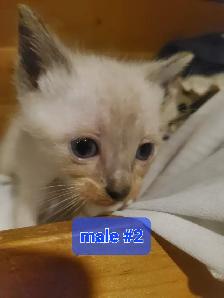 Siamese kittens 3 male 1 female