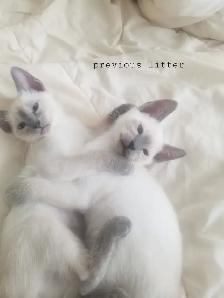 Siamese kittens 3 male 1 female - Photo 5