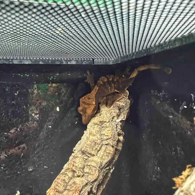 Yellow Harlequin Crested Gecko