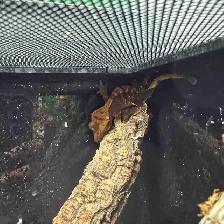 Yellow Harlequin Crested Gecko