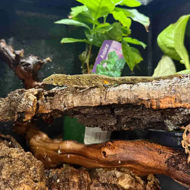 Eurydactylodes Agricolae (Chameleon Gecko)