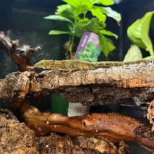 Eurydactylodes Agricolae (Chameleon Gecko)