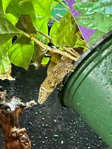 Eurydactylodes Agricolae (Chameleon Gecko) - Photo 2