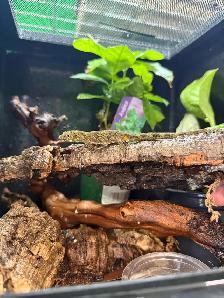 Eurydactylodes Agricolae (Chameleon Gecko) - Photo 3