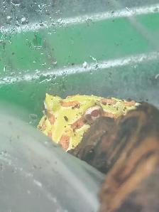 Horned Frogs - Photo 2
