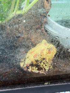 Horned Frogs - Photo 3