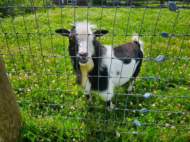 Registered proven nigerian dwarf buck $500